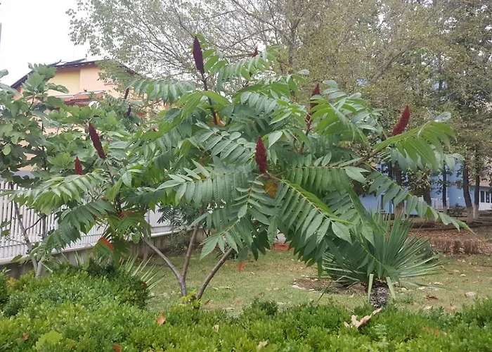 хотел парк 1 Хотел 2*